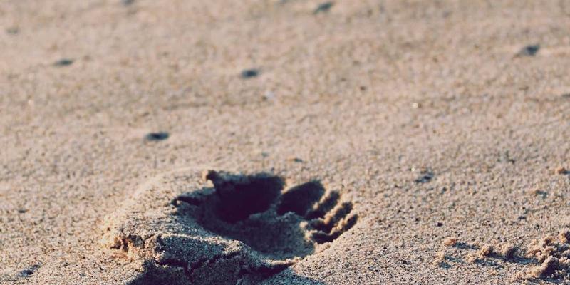 小洒客62：威士忌与白酒的品鉴艺术，跨越东西方的味觉对话