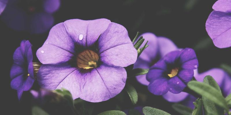 小洒客的冬日品鉴艺术：用红酒与苹果酒调制暖心热饮，品味温暖时光